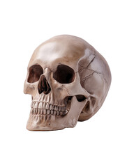 Obraz premium Human skull isolated on transparent background