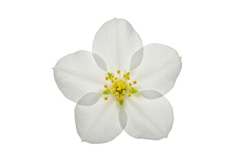 Fototapeta premium Single white flower blossom with yellow center isolated on transparent background