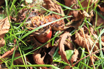 mushrooms in the forest