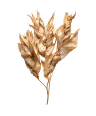 Dried plant seed pods isolated on transparent background