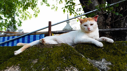 stray cat outside cute shabby white ginger asia thailand