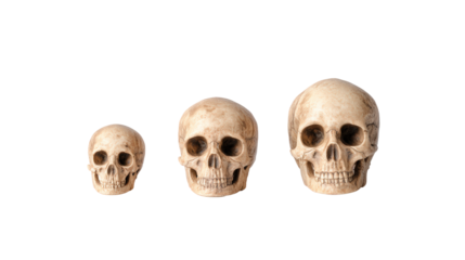 Three human skulls of varying sizes isolated on transparent background