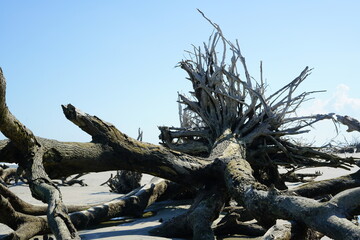 driftwood