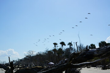bird