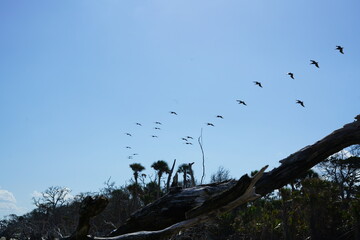 bird