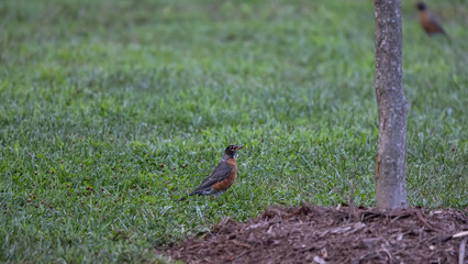 Robin looking for food to eat.