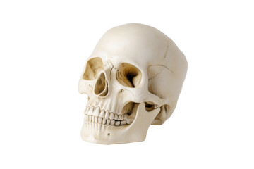 Obraz premium Human skull isolated on transparent background
