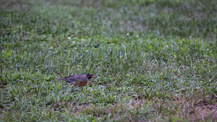 Robin looking for food to eat.