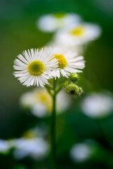 daisy in the grass