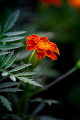 orange flower in the garden