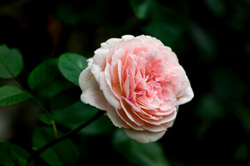 pink rose in garden