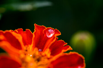 red flower with water drops