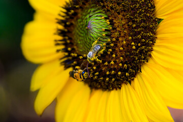 sunflower close up