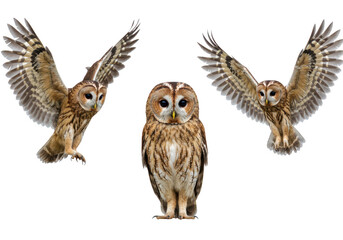 Three owls, one standing and two flying, isolated on transparent background