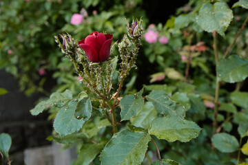 Diseased roses covered by parasites Sick flowers that are barely visible due to parasites that...