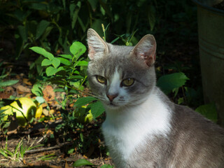 A thoughtful cat gazes directly at the camera in a garden.