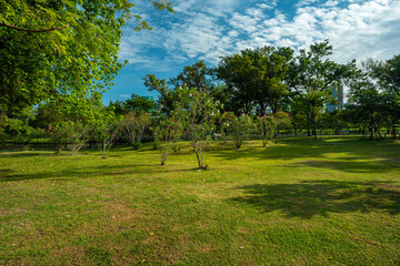 Green meadow tropical tree park forest agiant blue sky cloud