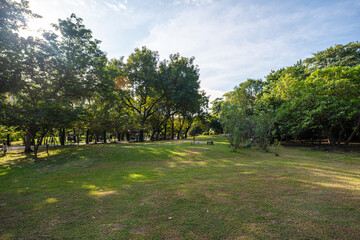 Green meadow tropical tree park forest agiant blue sky cloud