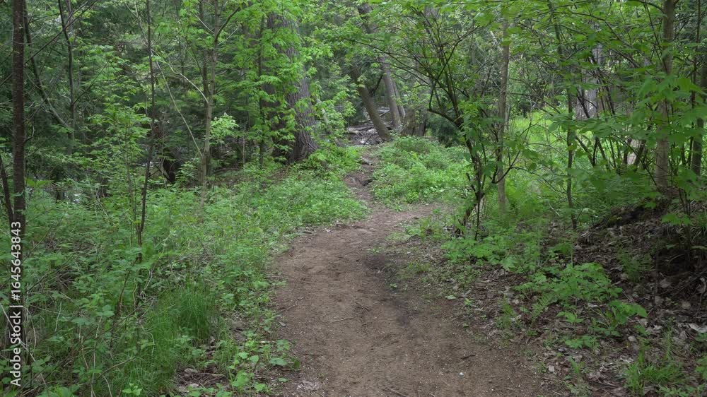 Poster a trail that turns at an angle of almost 90 degrees in a forest with many trees. it truly adds a bea