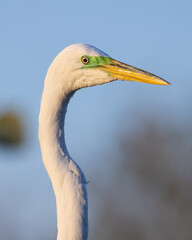 Great egret portrait with green coloration
