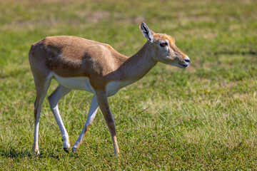 African hoofed animal walking across a field