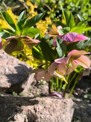 Flowering bush with delicate drooping flowers in low Helleborus in the garden.