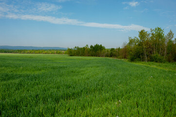 Obraz premium Field of young wheat. Green grass in the background, spring agriculture