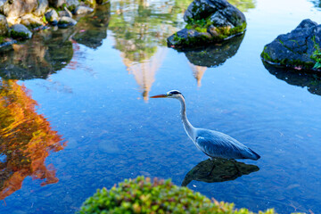 紅葉真っ盛りの金沢　日本三名園のひとつ兼六園