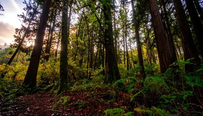 Obraz premium Sunlit forest scene with tall trees, lush undergrowth, and dappled light