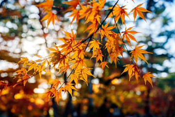 紅葉真っ盛りの金沢　日本三名園のひとつ兼六園
