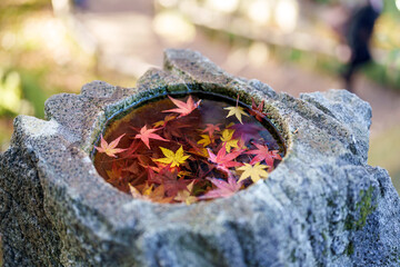 紅葉真っ盛りの金沢　日本三名園のひとつ兼六園