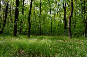 Obraz premium A majestic oak on the shore of a mountain lake. Beautiful lake shore in summer