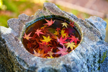 紅葉真っ盛りの金沢　日本三名園のひとつ兼六園