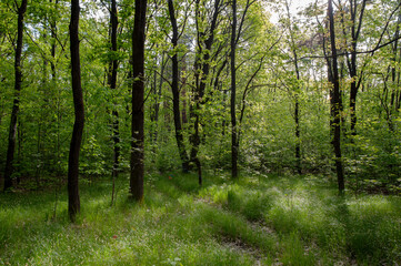 A majestic oak on the shore of a mountain lake. Beautiful lake shore in summer