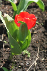 tulip in the garden