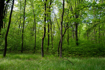 Obraz premium A majestic oak on the shore of a mountain lake. Beautiful lake shore in summer