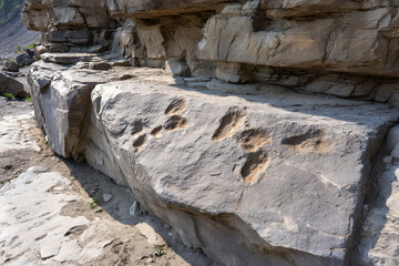 Fossilized Dinosaur Footprints