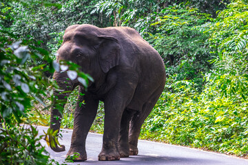 Elephants are large mammals and are the largest land animals. Wild elephants eat plants. They are...