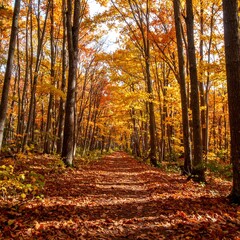 Fototapeta premium Sunlit path through autumn woods, leaves on ground