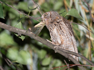 Eurasian scops owl, Otus scops. A bird with a locust in its beak sits on a branch