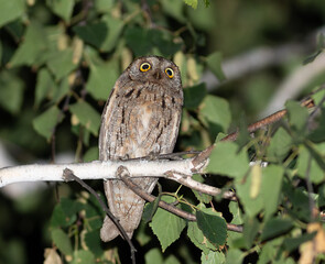 Eurasian scops owl, Otus scops. A bird sits on a branch, looking anxiously into the distance