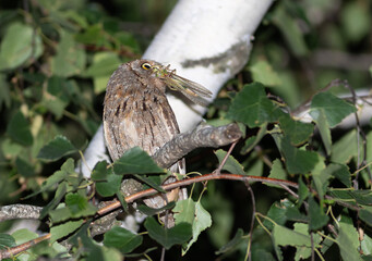 Eurasian scops owl, Otus scops. A bird with a locust in its beak sits on a branch