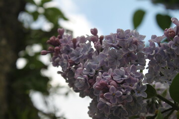 lilac flowers in the garden