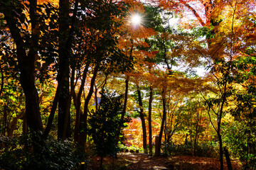 紅葉真っ盛りの金沢　本多公園
