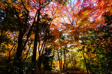 紅葉真っ盛りの金沢　本多公園