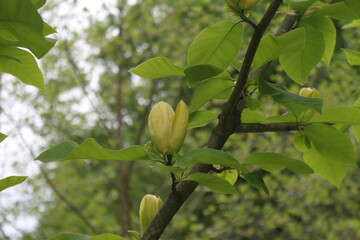 green leaves on a tree