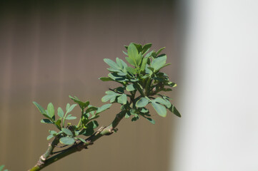 A branch of a rue on a blurred background.