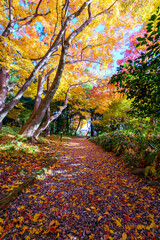 紅葉真っ盛りの金沢　本多公園