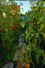 Ripening fresh organic tomatoes on the bushes. Gardening and healthy eating lifestyle. Growing your...