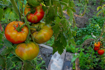 Ripening fresh organic tomatoes on the bushes. Gardening and healthy eating lifestyle. Growing your...